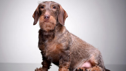 Chocolate and tan wirehaired cheap dachshund